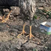 چهار عدد جوجه لاری اوشامای هندی|حیوانات مزرعه|خوی, |دیوار