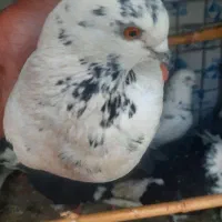 کفتر پرشی به شرط