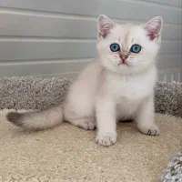 گربه بریتیش عروسکی