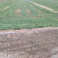 ۱۲۰ هکتار زمین کشاورزی، سند ششدانگ. شرق اصفهان