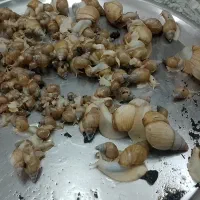 حلزون های آفریقایی کلاژن ساز