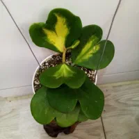 گلهای زیبای هویا با تنوع بالا|گل و گیاه طبیعی|اصفهان, شاهزاده ابراهیم|دیوار