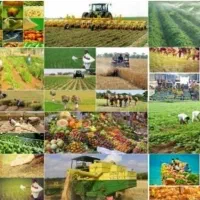 اخذ سند تک برگ و سایر مجوزها