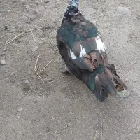 اردک اسرائیلی نر