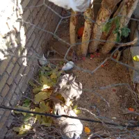 خرگوش|موش و خرگوش|ایذه, |دیوار