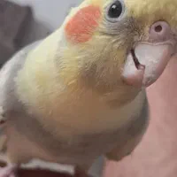 عروس هلندی|پرنده|شاهدشهر, |دیوار