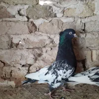 کفتر بوم ورنگه کله سیاه کاکلی سینه سیاه پرشی|پرنده|مشهد, کشف|دیوار