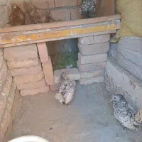 مرغ وخروس|حیوانات مزرعه|بهارستان, |دیوار