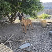 مالینویز