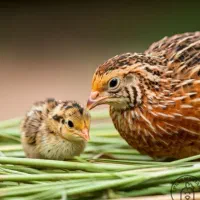 نقاب بلدرچین در اصفهان