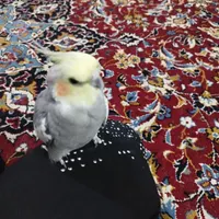 عروس هلندی|پرنده|مشهد, رباط طرق|دیوار