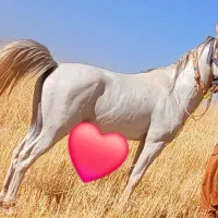 اسب