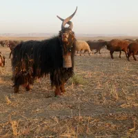 نر بز دوبور جلورو تخم دار