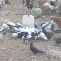 تعدادی طوقی و دمگیر اصفهانی زاغ