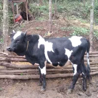 یک راس ورزا کوله اس جنس عروسک|حیوانات مزرعه|توتکابن, |دیوار