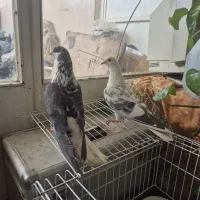 گلین وشویدی نروماده|پرنده|خمینی‌شهر, |دیوار