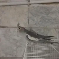 دوعدد جوجه عروس هلندی جفت نر