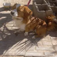 سگ شیتزو شیواوا