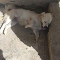 سگ خانگی اشپیتز|سگ|یاسوج, |دیوار