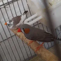 فروش یک جفت فنچ