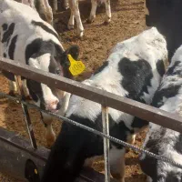 فروش گوساله قطع شیر|حیوانات مزرعه|ساروق, |دیوار