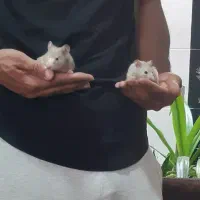 همستر با توله