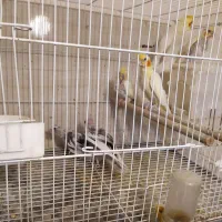 عروس هلندی مولد با جوجه ، جوجه دان خور