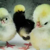 جوجه عمده و تک|حیوانات مزرعه|کرمانشاه, |دیوار