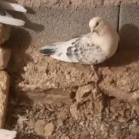 سلام کفتر غریب گرفتنی