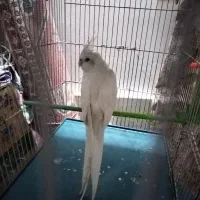 عروس آلبینو