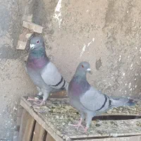 کفترا کبوتر پلاکی همه جوره، دوکت، قره سرور، طاووسی
