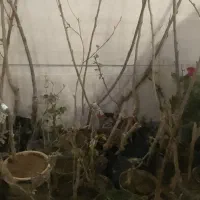 نهال گلدانی