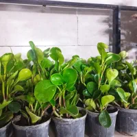 گل و گیاه|گل و گیاه طبیعی|آران و بیدگل, |دیوار