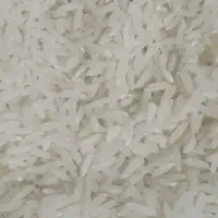 برنج فریدونکنار کشت دوم