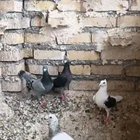 پنج تانر