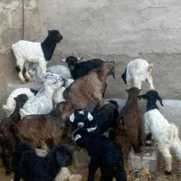 ۱۸عدد کهره نرماده کردی اصیل همه دوقلو و بره شیری|حیوانات مزرعه|کرمان, |دیوار