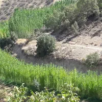 نهانهال صنوبر دو ساله اصل نیگرا