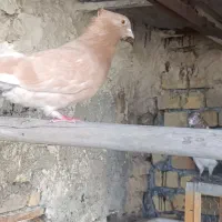 کبوتر