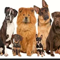 کارگر پانسیون سگ