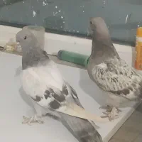 کبوتر ترکیه