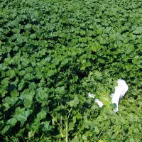 باسلام توله بسته بزرگ تمیز ۵۰تومن