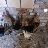 خروس رسمی
