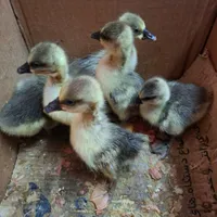 جوجه قوقاز ا