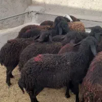 تعداد ۱۶ راس بره ماده ی  قره قزل و قزل افشاری