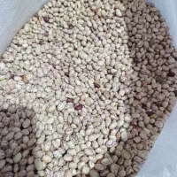 لوبیا چیتی درجه یک