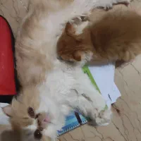 گربه ماده پرشین بالغ ۲ ساله با ۲ زایمان موفق|گربه|تهران, جنت‌آباد شمالی|دیوار