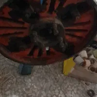 چهار نظام فقط معاوضه