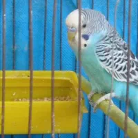 مرغ عشق|پرنده|اهواز, کمپلو جنوبی|دیوار