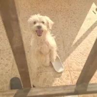 سگ بازیگوش|سگ|شاهرود, |دیوار