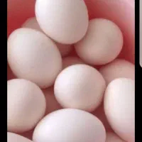تخم مرغ محلی اصل تازه ونطفه دار